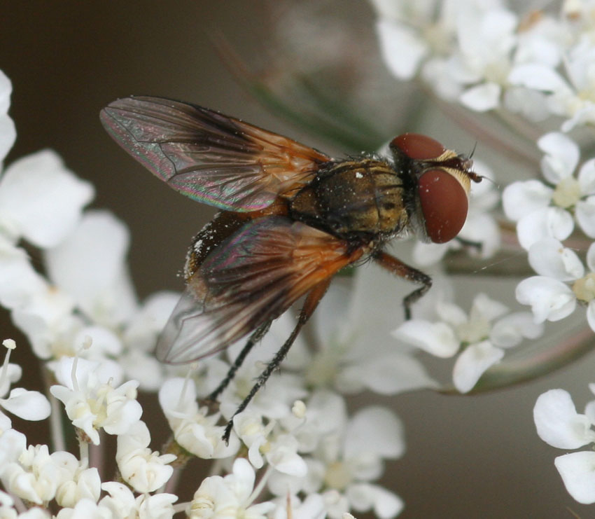 Ectophasia oblonga